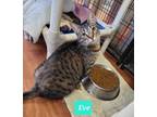 Adopt Eve a Domestic Shorthair / Mixed (short coat) cat in Richmond