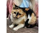 Adopt Cindy a Calico (short coat) cat in Acworth, GA (37484647)