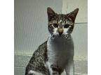 Adopt Hamlet a Domestic Shorthair (short coat) cat in Acworth, GA (37484648)