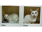 Adopt Bubba a White Domestic Shorthair (short coat) cat in Acworth