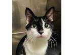 Adopt Momma Tootie a Domestic Shorthair (short coat) cat in Acworth