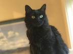Adopt Norma - LP a All Black Domestic Shorthair / Mixed cat in Lyman