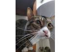 Adopt Leia a Brown Tabby British Shorthair (short coat) cat in Ocala