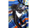 Adopt Indigo a Domestic Shorthair / Mixed (short coat) cat in Ft.