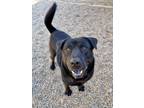 Adopt Ruger a Black Labrador Retriever dog in Brewster, NY (37398184)
