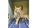 Adopt Topez (AKA Beau) a Domestic Shorthair cat in mishawaka, IN (37718114)
