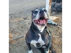 Adopt Celsius a Pit Bull Terrier / American Staffordshire Terrier dog in sylmar