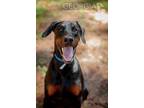 Adopt Drake a Black - with Tan, Yellow or Fawn Doberman Pinscher / Mixed dog in