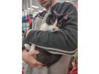 Adopt Mr. Pickles (Greenwood) a Black & White or Tuxedo Domestic Shorthair /
