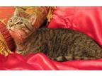 Adopt Halley a Brown Tabby Domestic Shorthair / Mixed (short coat) cat in St.