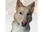 Adopt Fiji a Husky dog in Albuquerque, NM (37485878)