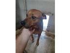 Adopt Daisy a Red/Golden/Orange/Chestnut - with White Australian Cattle Dog /