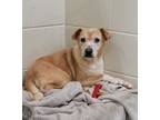 Adopt Maya a Mixed Breed (Medium) dog in Georgetown, OH (35126911)