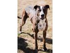 Adopt Finley Dolan a Great Dane / American Pit Bull Terrier / Mixed dog in Fort