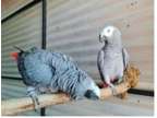 JJ9 2 African Grey Parrots Birds