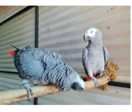 JJ9 2 African Grey Parrots Birds is a Grey Arts &amp; Crafts for Sale in Central City KY