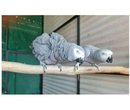 EUH3 2 African Grey Parrots Birds is a Grey Arts &amp; Crafts for Sale in Mcpherson KS