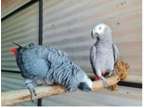 VCC3 2 African Grey Parrots Birds