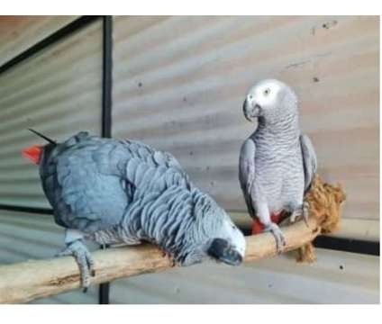 VCC3 2 African Grey Parrots Birds is a Grey Arts &amp; Crafts for Sale in Pierre Part LA