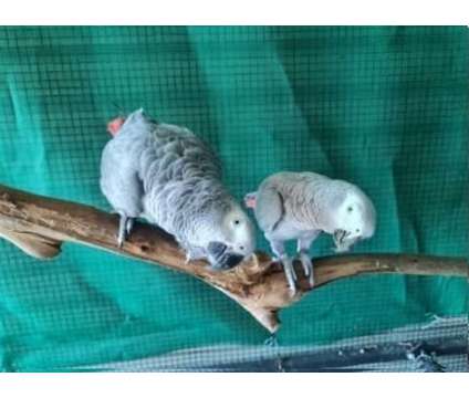 XKL3 2 African Grey Parrots Birds is a Grey Arts &amp; Crafts for Sale in Crawfordsville IN