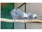 BIL5 2 African Grey Parrots Birds