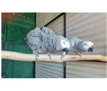 BIL5 2 African Grey Parrots Birds is a Grey Arts &amp; Crafts for Sale in Spencer IA