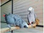 POE2 2 African Grey Parrots Birds