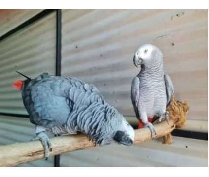 POE2 2 African Grey Parrots Birds is a Grey Arts &amp; Crafts for Sale in Champaign IL