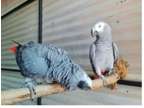 WVG3 2 African Grey Parrots Birds