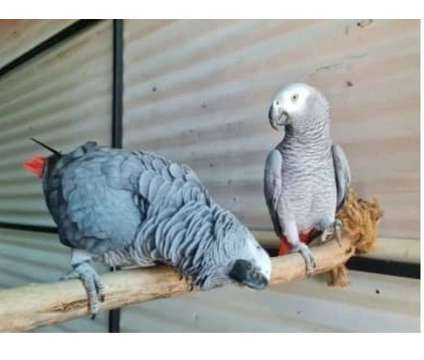 WVG3 2 African Grey Parrots Birds is a Grey Arts &amp; Crafts for Sale in Fort Walton Beach FL