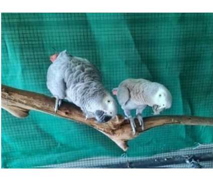 DAU4 2 African Grey Parrots Birds is a Grey Arts &amp; Crafts for Sale in Seaford DE