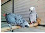 UPW3 2 African Grey Parrots Birds