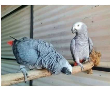 UPW3 2 African Grey Parrots Birds is a Grey Arts &amp; Crafts for Sale in Silverthorne CO