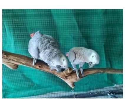 GLS22 2 African Grey Parrots Birds is a Grey Arts &amp; Crafts for Sale in Torrington CT