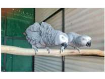 CIP3 2 African Grey Parrots Birds
