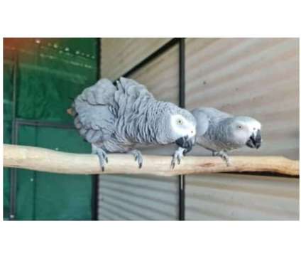 CIP3 2 African Grey Parrots Birds is a Grey Arts &amp; Crafts for Sale in Kodiak AK