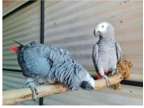 AGS3 2 African Grey Parrots Birds