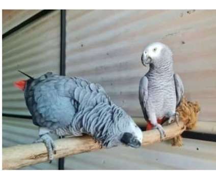 AGS3 2 African Grey Parrots Birds is a Grey Arts &amp; Crafts for Sale in Yuma AZ