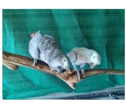 ILSS5 2 African Grey Parrots Birds is a Grey Arts &amp; Crafts for Sale in Mobile AL