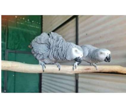 SIT3 2 African Grey Parrots Birds is a Grey Arts &amp; Crafts for Sale in Birmingham AL