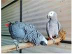 MBC2 2 African Grey Parrots Birds