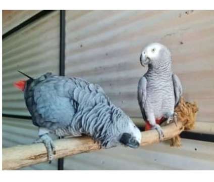 MBC2 2 African Grey Parrots Birds is a Grey Arts &amp; Crafts for Sale in Fort Myers FL