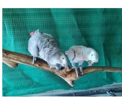 MBA4 2 African Grey Parrots Birds is a Grey Arts &amp; Crafts for Sale in Miami FL