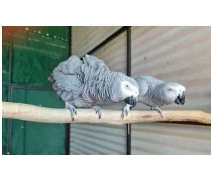 YNC1 2 African Grey Parrots Birds is a Grey Arts &amp; Crafts for Sale in Lakeland FL