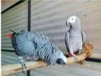 TIIX3 2 African Grey Parrots Birds