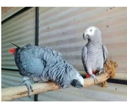TIIX3 2 African Grey Parrots Birds is a Grey Arts &amp; Crafts for Sale in Jacksonville FL