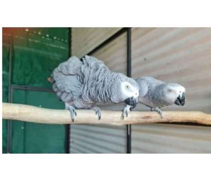 SC2H 2 African Grey Parrots Birds is a Grey Arts &amp; Crafts for Sale in Pensacola FL