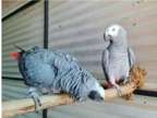 N2BC 2 African Grey Parrots Birds