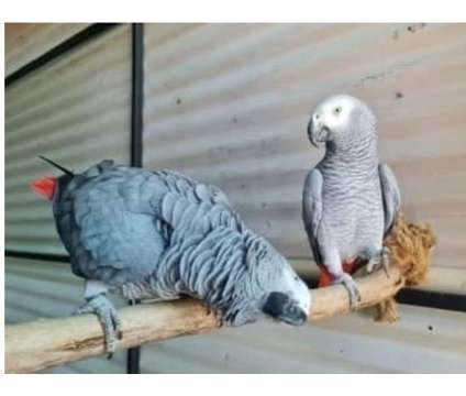 N2BC 2 African Grey Parrots Birds is a Grey Arts &amp; Crafts for Sale in Port Charlotte FL
