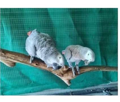 H3FC 2 African Grey Parrots Birds is a Grey Arts &amp; Crafts for Sale in Sarasota FL